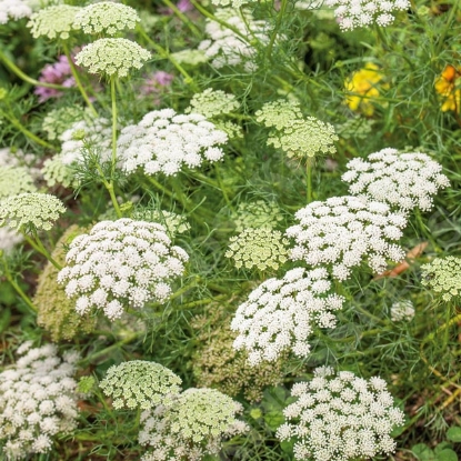 Picture of Ammi - Majus